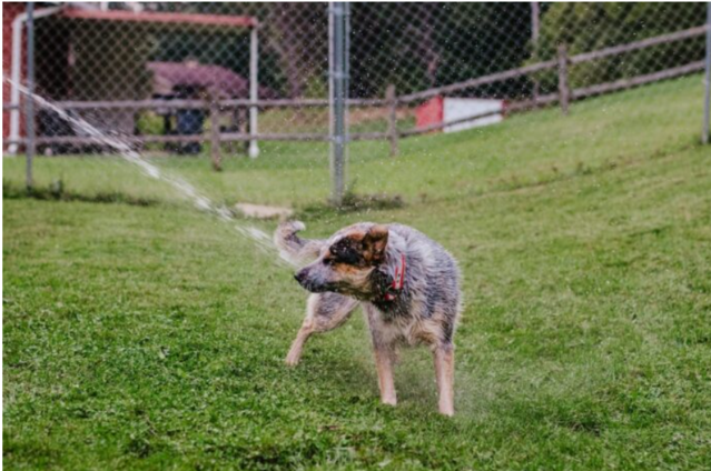 Unbekannter soll Hunde mit giftiger Substanz besprueht haben.png
